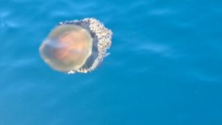 Barco 4,05 m - Motor Yamaha