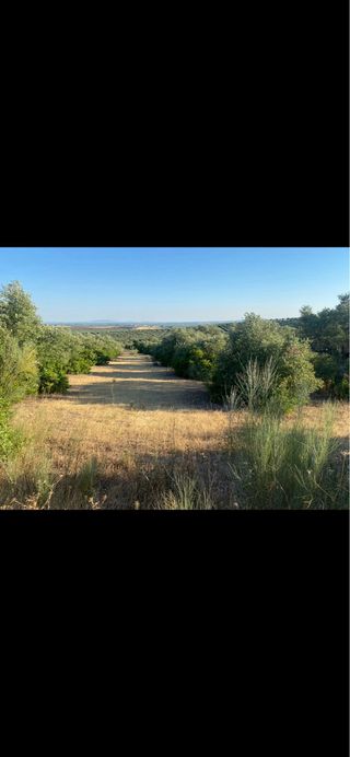 Parcela rústica Campo Maior
