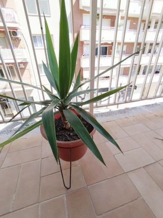 Yuca, planta