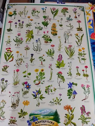 Poster Flora Montana