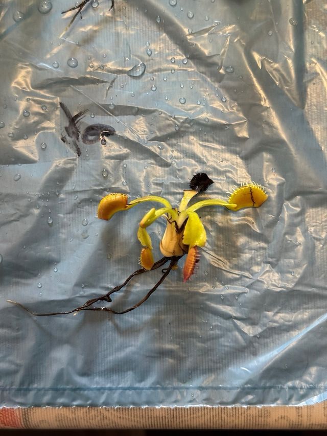 Dionaea Explosion pianta carnicora