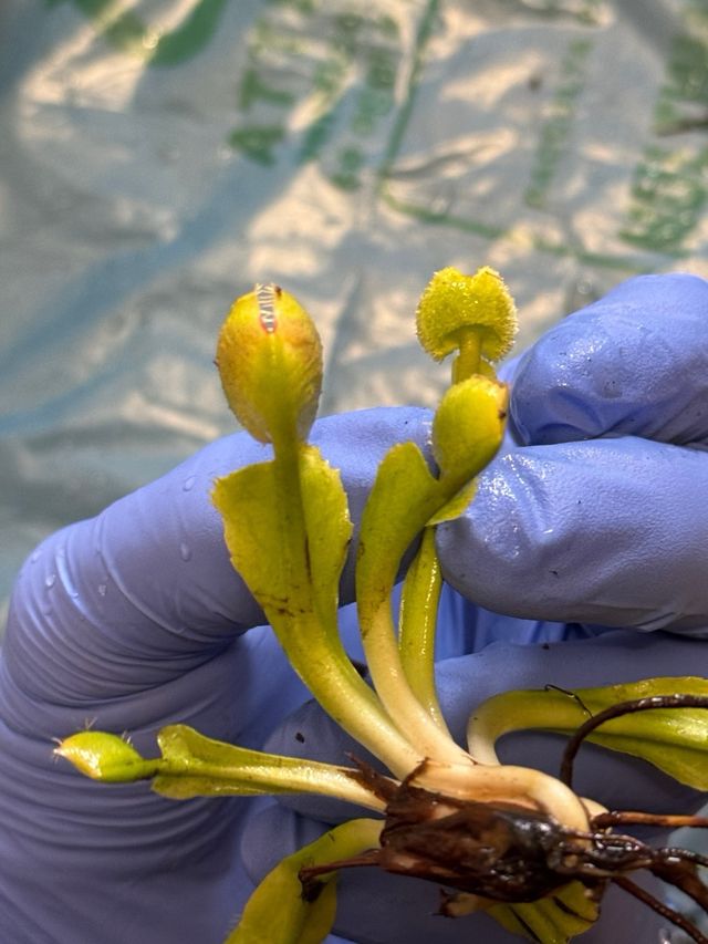 Dionaea Explosion pianta carnicora