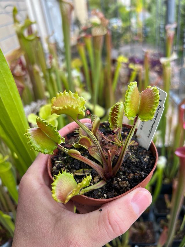 Dionaea Shir Khan pianta carnivora