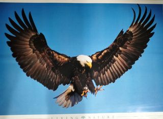 Poster Aquila - Stampa Natura