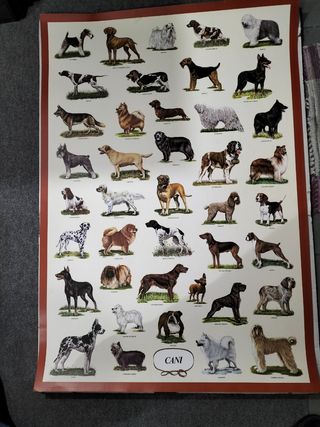 Poster Razze Cani - Vintage