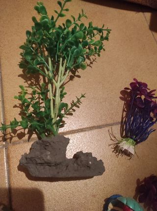 Decoración pecera - plantas y rocas