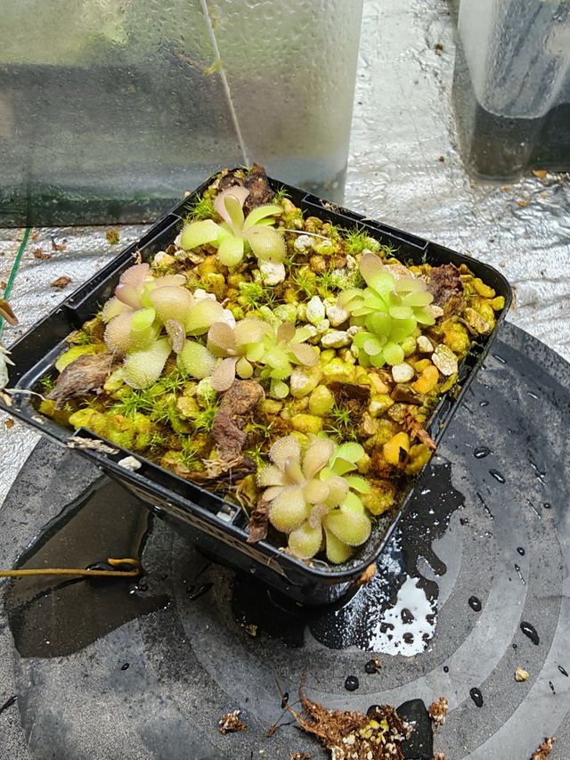 "Mini cazadora de mosquitos"– Pinguicula Carnívora