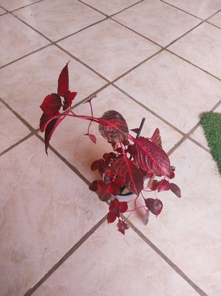 Planta Iresine rizada roja