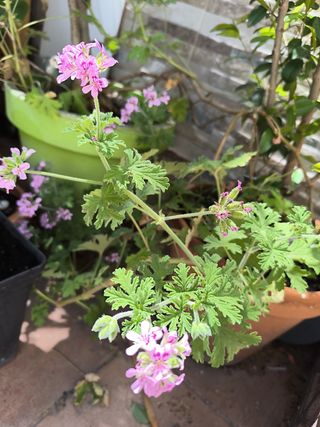 Planta limonera o mosquitera