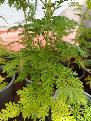 Artemisia Annua en Tenerife