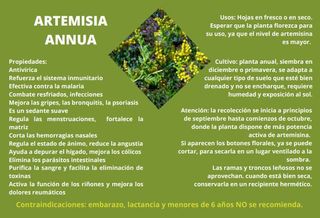 Artemisia Annua en Tenerife