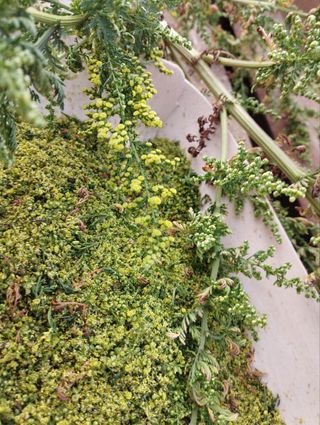 Artemisia Annua en Tenerife