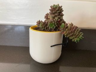 Vasetto Decorativo Viso con Occhiali Stampa 3D 