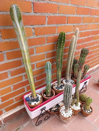 Cactus (SOLO GENTE INTERESADA)
