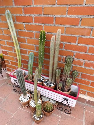 Cactus (SOLO GENTE INTERESADA)