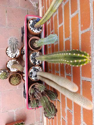 Cactus (SOLO GENTE INTERESADA)