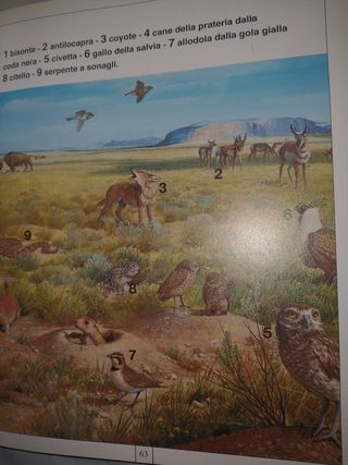 Enciclopedia dami