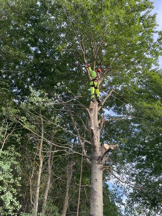 desbroce y mantemientos