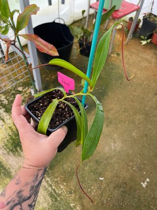 Nepenthes Bill Balley