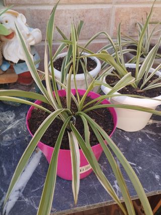 Surtido de plantas: cactus , cintas etc 