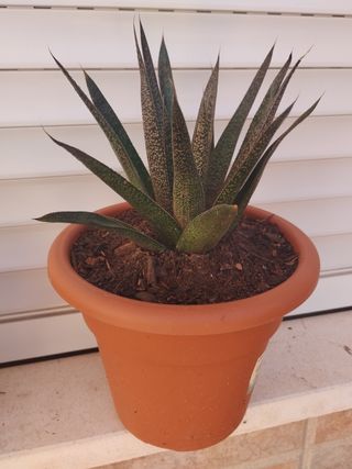 Surtido de plantas: cactus , cintas etc 