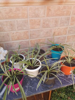 Surtido de plantas: cactus , cintas etc 