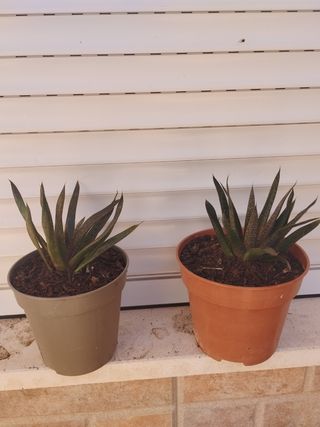 Surtido de plantas: cactus , cintas etc 