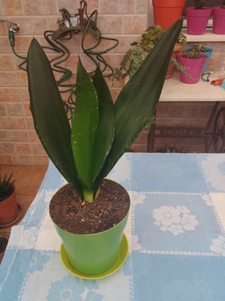 Surtido de plantas: cactus , cintas etc 