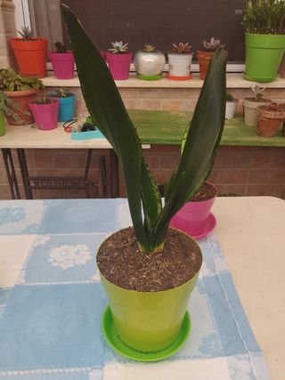 Surtido de plantas: cactus , cintas etc 