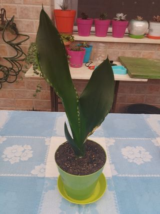 Surtido de plantas: cactus , cintas etc 