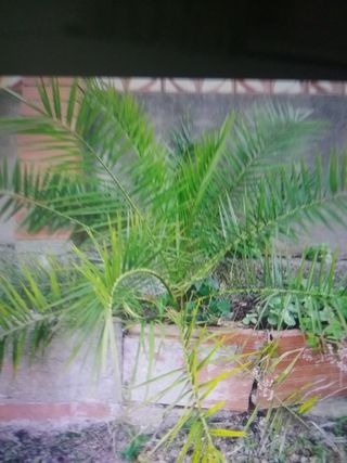 Planta palmera canaria,como se ve en foto