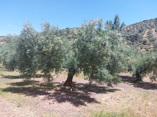 Finca con olivos - Puerto Llano