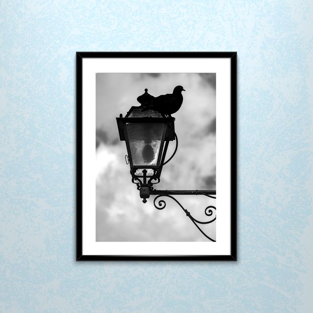 Poster fotografico silhouette piccione su lampione