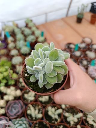 Suculentas Echeveria setosa frosty crestada