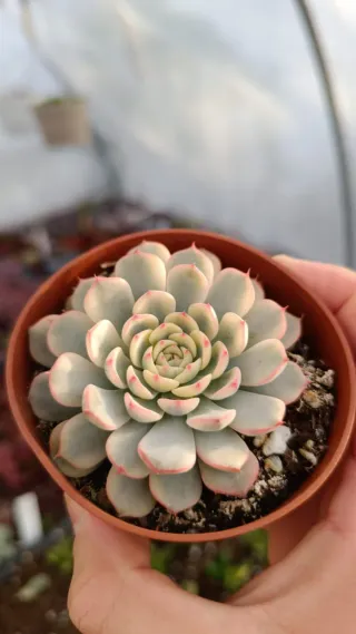 Suculentas mínima variegada