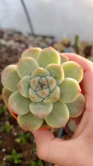 Suculentas Echeveria Alba beauty