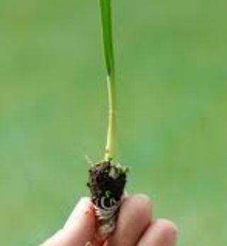 Planteles horticultura verdura