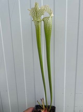 Alba de klein x /leah wilkerson x brook hibrido #1