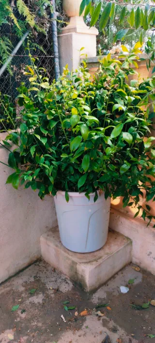 #OFERTA#GRAN PLANTA DE RUSCUS.