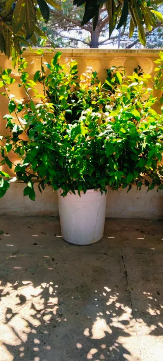 GRAN PLANTA DE RUSCUS.