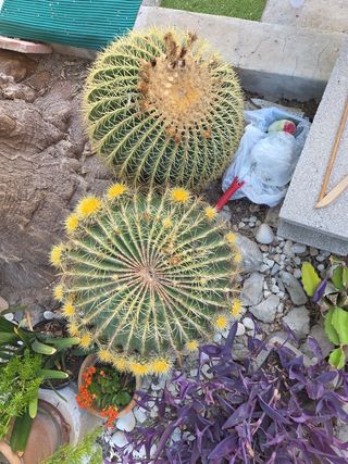 Cactus Echinocactus Grusonii 50cm