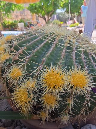 Cactus Echinocactus Grusonii 50cm