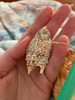 Acchiappasogni Ninnolo Musicale Dreamcatcher Conchiglie di Cipro