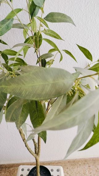 Árbol artificial Verdecora - Planta artificial