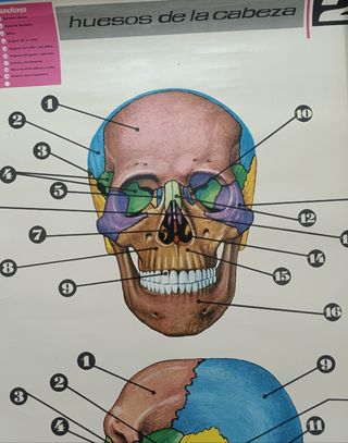 Mapa conceptual cráneo. 1971.