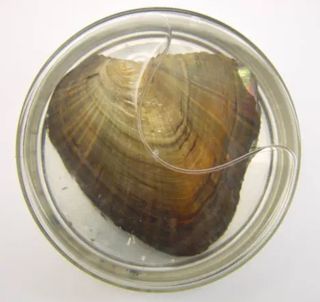 Caja de la perla del deseo con una rosa en joyero