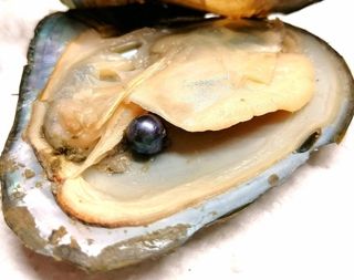 Caja perla del deseo con 1 rosa en joyero