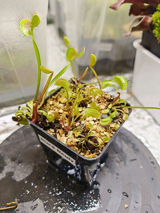 Dioneas y Pinguiculas - Plantas Carnívoras