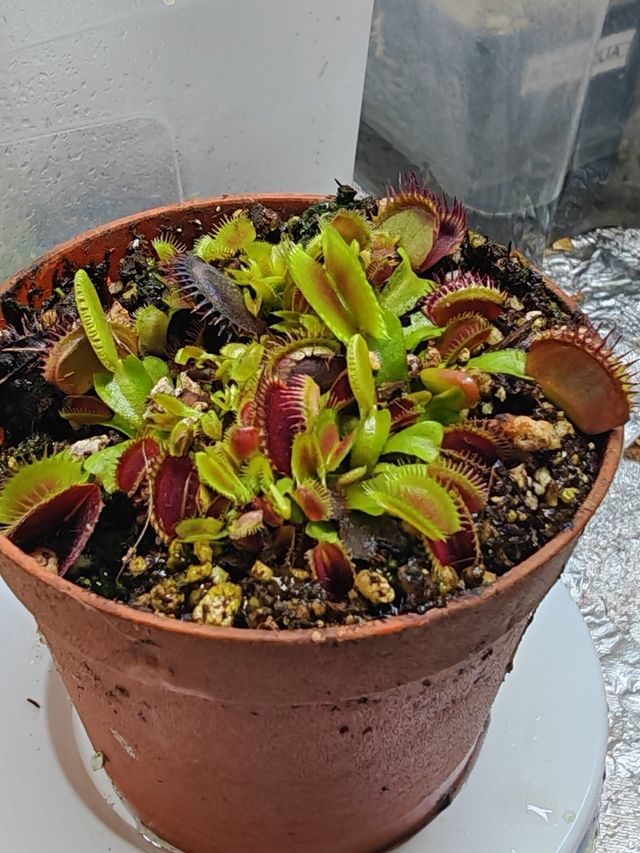 Dioneas y Pinguiculas - Plantas Carnívoras