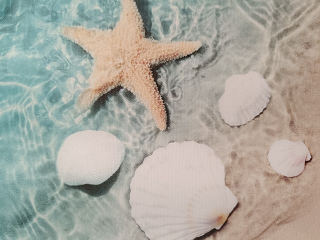 Lámina de playa: Estrella mar y conchas